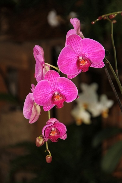 Phalaenopsis   100.jpg